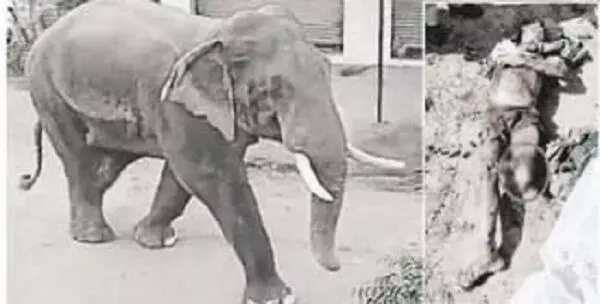 Elephant attacks : हाथी के हमले से ग्रामीण की गई जान, जड़ीबूटी की खोज में गया था जंगल, दो लोगों ने भागकर बचाई जान...