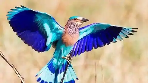 Vaastu Shaastra : दशहरे के दिन अगर आपको दिखा ये पक्षी, तो समझिए हर कामों में मिलेगी सफलता, आइए जाने इसके बारे में...