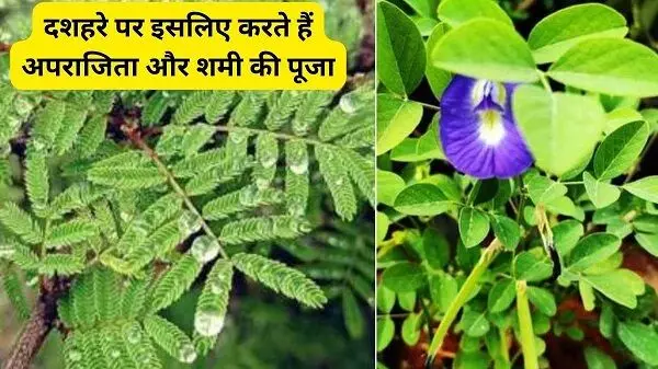Vaastu Shaastra : दशहरा पर्व में इन पौधों का करें पूजा, आर्थिक तंगी से मिलेगा छुटकारा...