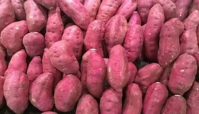 Adulterated Sweet Potato : बाजारों में पहुंच चुकी नकली शकरकंद, कहीं आप भी तो नहीं खरीद रहे, ऐसे करें असली की पहचान...