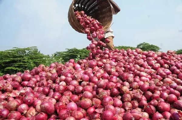 Today Onion Price in Raipur: प्याज की कीमते अब लगी रुलाने, सप्ताह भर ही में बढ़ी भाव, मार्केट जाने से पहले एक बार चेक करे भाव...