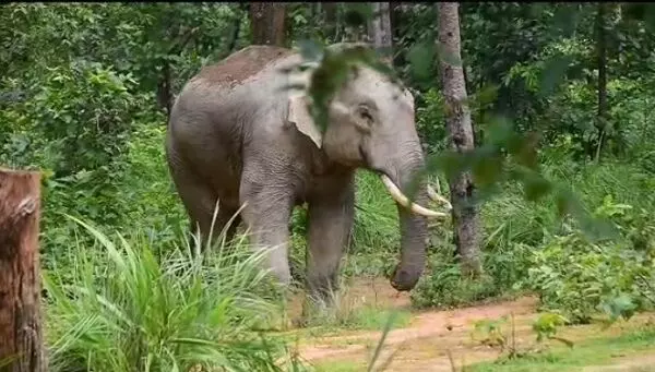 Elephant attacks : पिकनिक मनाकर वापस लौट रहा था युवक, दंतैल हाथी के हमले से गई जान...