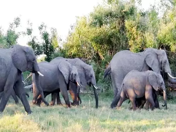 Elephant attack : हाथियों के दल ने किसान दंपत्ति पर किया हमला, एक की गई जान, दूसरा घायल...