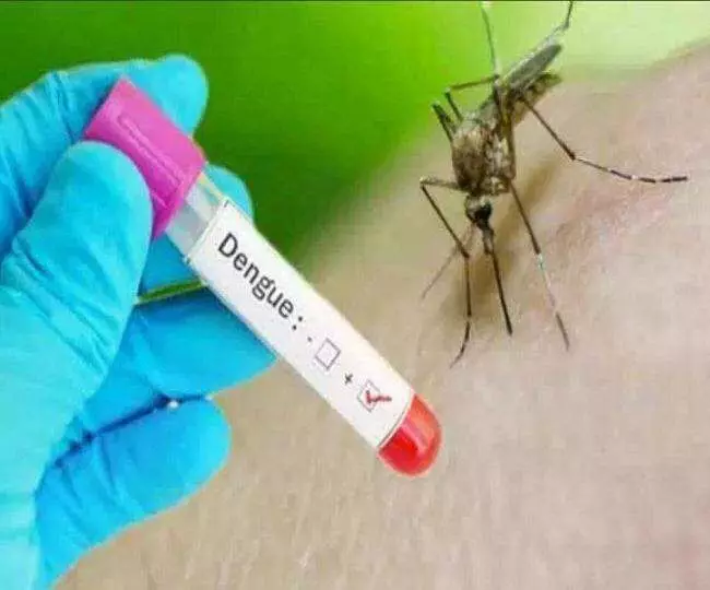 लुधियाना में 2 ही दिन में 125 के पार हुए Dengue  के मरीज, पढ़े पूरी खबर.....
