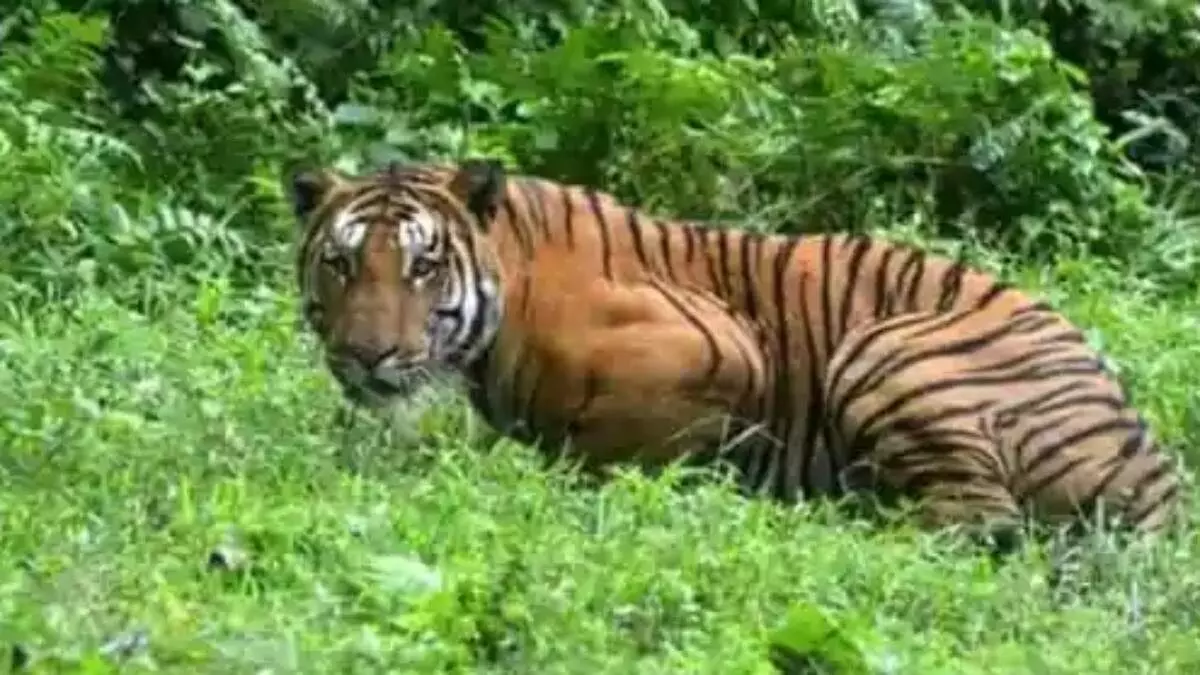 UP News: शौच करने गया खेत में युवक, बाघ ने किया हमला, हुई मौत, पढ़िए पूरी खबर......