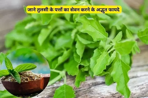 Benefits of basil leaves : डायबिटीज से लेकर स्ट्रेस तक की छुट्टी कर सकते हैं तुलसी के पत्ते, रोजाना खाने से मिलते हैं ये फायदे...