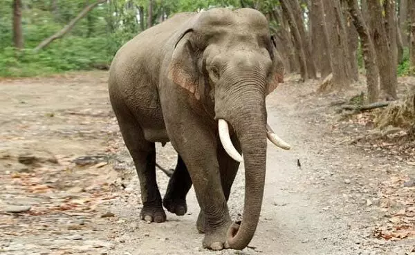 Elephant attack : दंतैल हाथी ने युवक को कुचलकर उतारा मौत के घाट, वन विभाग ने जंगल में नहीं जाने की दी चेतावनी...