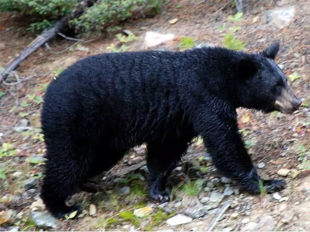 Bear attack : भाभी और पत्नी के साथ गया था महुआ पत्ता तोड़ने, भालू ने किया हमला, गंभीर रूप से घायल...