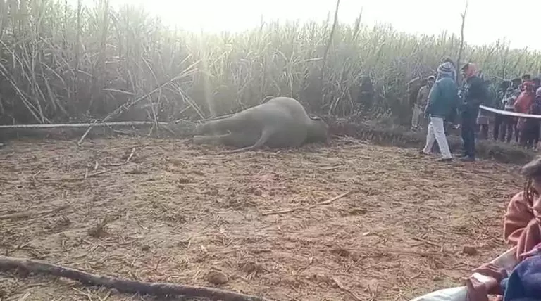 छत्तीसगढ़ में बिजली के चपेट में एक और हाथी, पुरे वन विभाग में हड़कंप