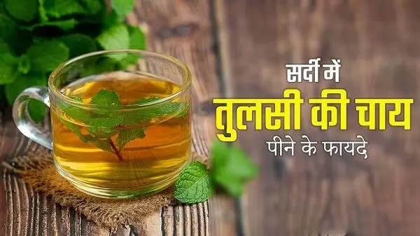 Benefits of basil leaves : सर्दी के मौसम में रोज पीएं इन पत्तों के चाय, स्वास्थ्य के साथ मिलेंगे ये फायदे...