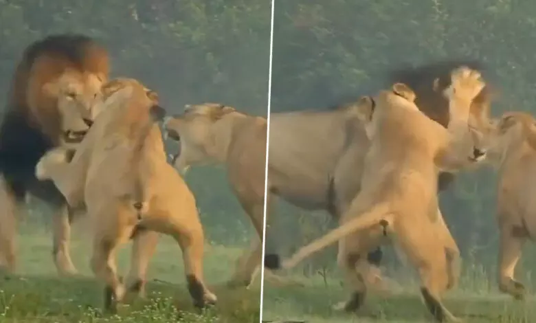 Viral Video: एक शेर की जमकर पिटाई करती दिखीं दो शेरनियां, जमकर वायरल हो रहा वीडियो...
