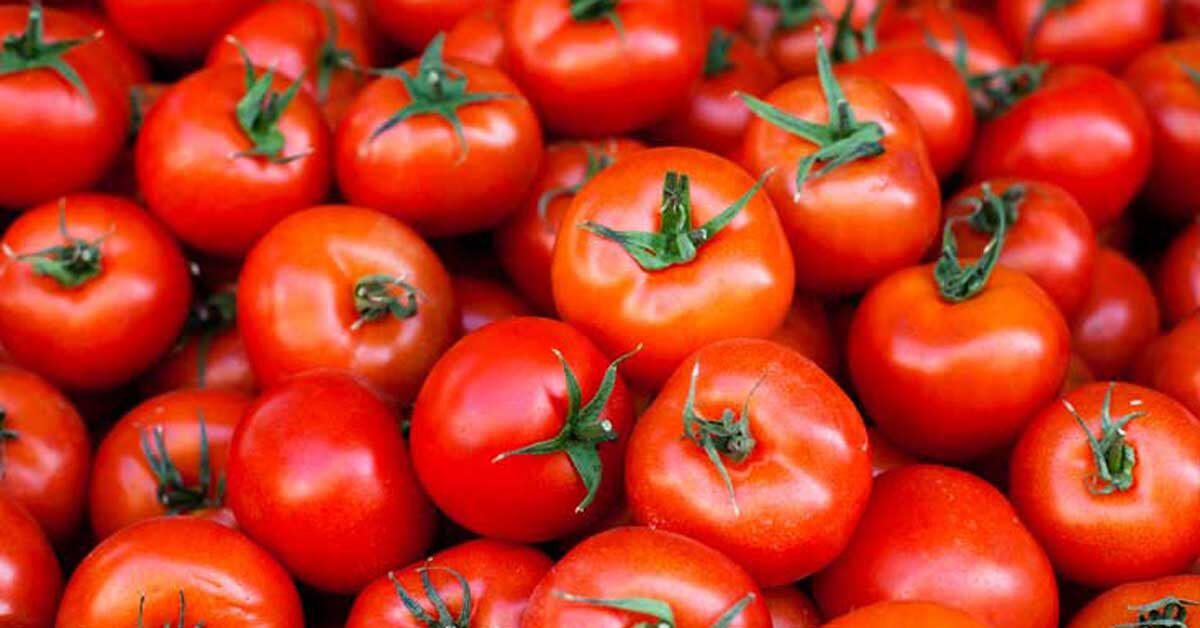 tomatoes-1200x628-facebook-1200x628-1.jpg