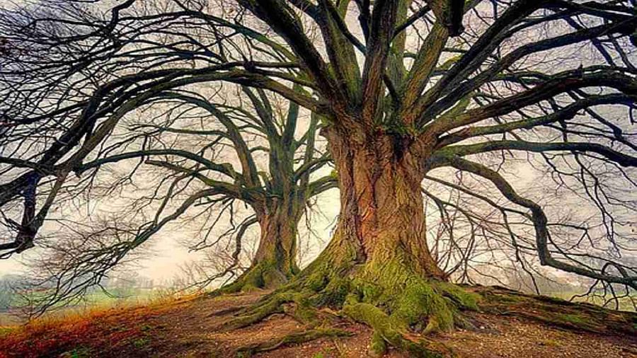 OMG! ये हैं विश्व के 4 सबसे पुराने पेड़, इनकी उम्र जानकर आप भी हो जाएंगे हैरान