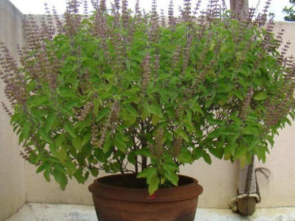 32518-2-try-these-tips-of-tulsi-you-will-get-benefit-640x479-1.jpg