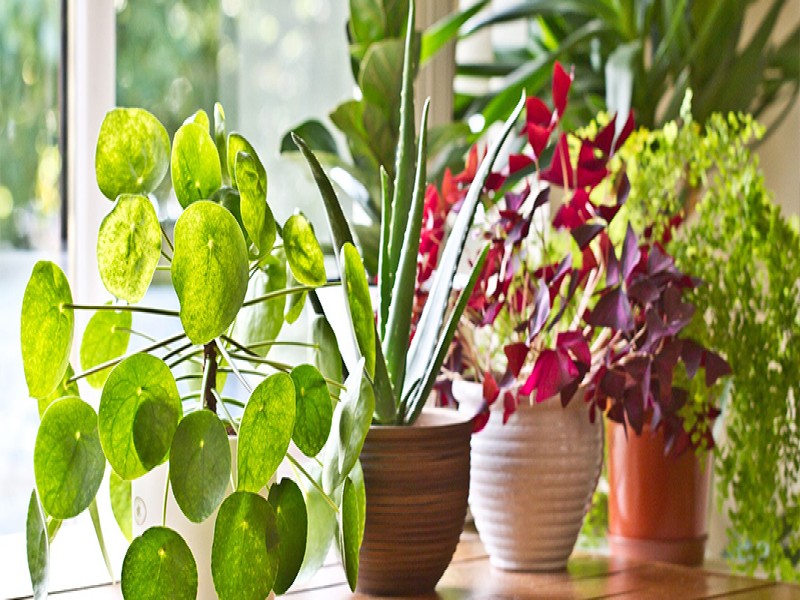 Vastu Tips For Plant : इस दिशा में भूल कर भी न लगाए इन पौधों को, आ सकती है बड़ी संकट, करना पड़ सकता मुश्किलों का सामना...