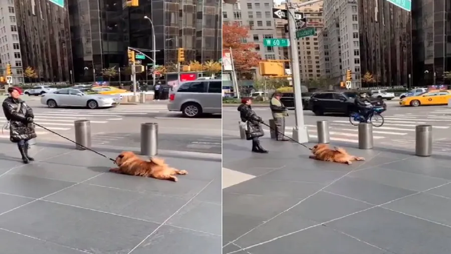 Viral Video: नहीं देखा होगा कभी इतना आलसी कुत्त, घसीटकर ले जाना पड़ा,  हँसते-हँसते छूट जायँगे पसीने... - TCP24 News