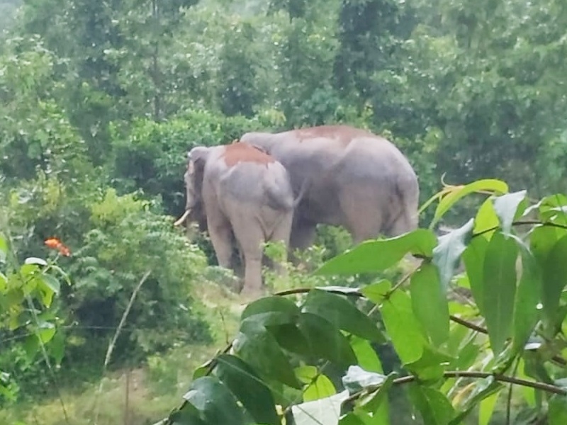 Trampled by elephants : बकरियां चराने गए चरवाहा को हाथियों ने कुचला, सुबह मिला शव...