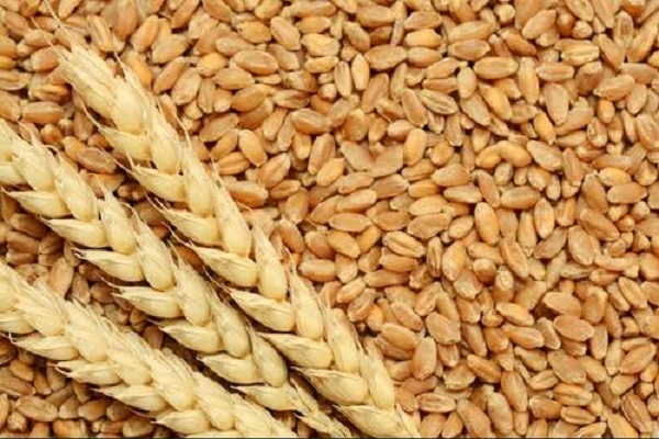 The central government imposed a ban on the export of wheat, only grains will be sent to these countries