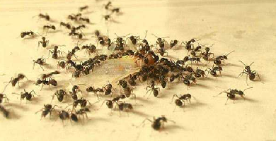 Get Rid Of Ants