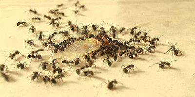Get Rid Of Ants
