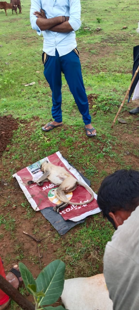 Monkey dies due to electrocution : करंट लगने से बंदरो की मौत, ग्रामीणों ने किया अंतिम संस्कार...