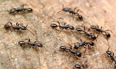Gharelu nuskhe : चींटियों से है परेशान, तो आजमाएं ये रामबाण नुस्खे, एक घंटे में घर से हो जाएंगी गायब…