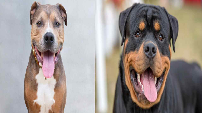Pitbull and Rottweiler dog breeding banned
