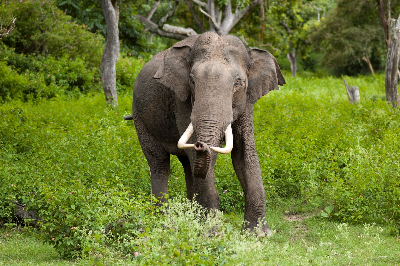 CG : हाथियों का उत्पात जारी, हमले में एक महिला की मौत, घरों और फसलों को भी पहुंचाया नुकसान