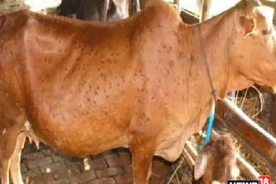 Lumpy Skin Virus : छत्तीसगढ़ में फिर बढ़ा लंपी वायरस का खतरा, इसकी चपेट में आये 361 पशु, जांच के लिए भेजे गए सेंपल, विभाग में मचा हड़कंप...