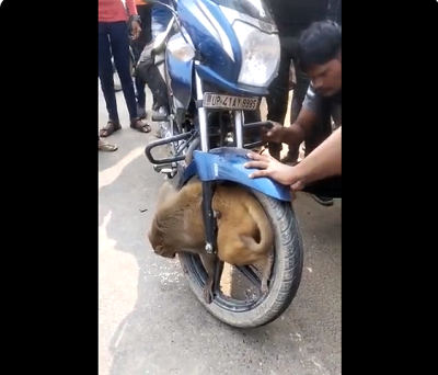 Viral Video : तेज रफ्तार बाइक के पहिए में अचानक फंसा बंदर, हड़बड़ा गया बाइक सवार, लोगों ने पहिया खोलकर बचाई बंदर की जान, देखें वीडियो...