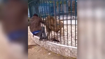 Viral Video : फिंजरे में बंद शेर से युवक कर रहा था छेड़छाड़, जंगल के राजा को आया गुस्सा, दबोच लिया हाथ, देखें वीडियो