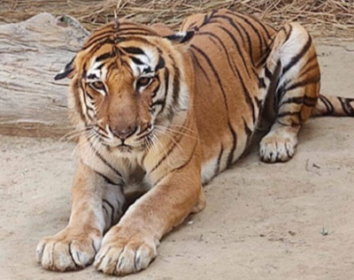 Tiger Kishan Dies