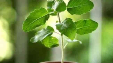 Vastu Tips For Plant