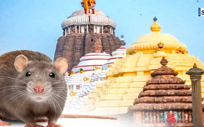 Rats Attack In Jagannath temple