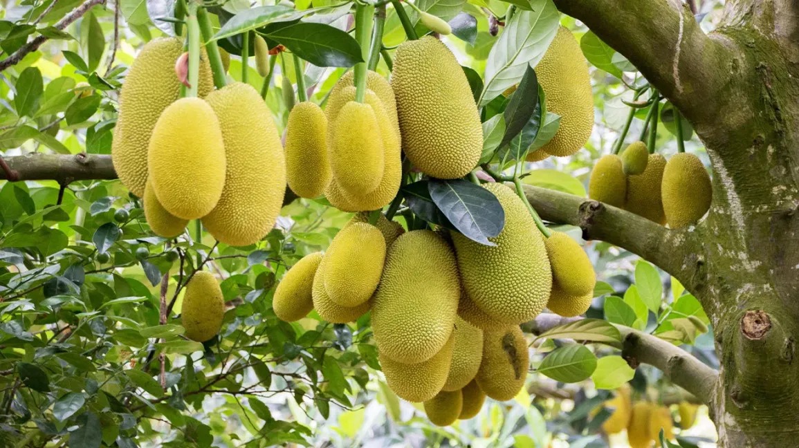 Jackfruits Benefits